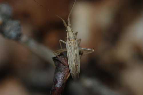 Miridae: Stenodema sericans dell''Alto Adige (BZ)